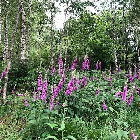 Des Chenes Semesterbostad Phalsbourg