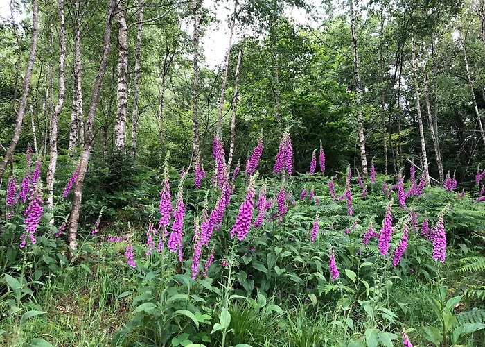 Des Chenes 度假居 法勒斯堡